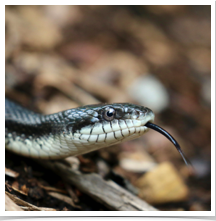 Black Snake - Sensing